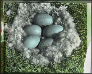 Image of Eider Nest and Five Eggs